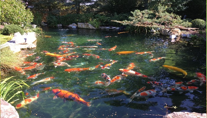 pondtec-koi-pond-image